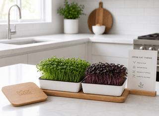 Discover how to grow microgreens in coconut coir with this easy, mess-free kitchen DIY guide
