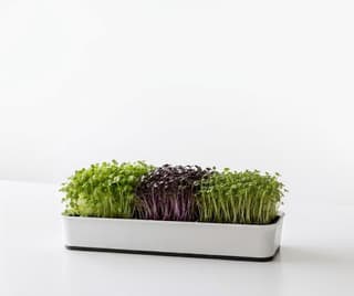 The Countertop Garden: How to Grow Microgreens in Coconut Coir