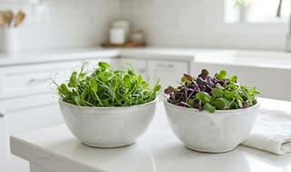 Diy microgreen-radish-kale-fresher 